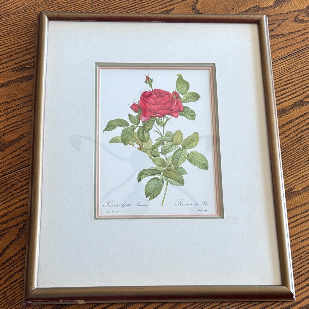 Vintage framed Pierre Redouté “Rosa Gallica Pontiana” print